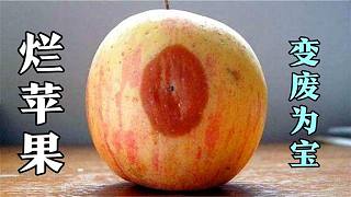 苹果烂了一块还能不能吃？多亏果农及时提醒，多数人不懂，记心上