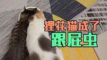 捡猫一个月后，小狸花猫成了英短三花的跟屁虫，一起行动