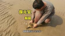 黄河落水，小伙发现大甲鱼钻泥像金元宝，挖出来是极品，高兴坏了