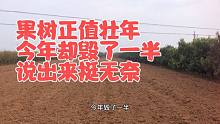 秦阳苹果树正值壮年，农民却主动毁掉一半，中老年农民的无奈