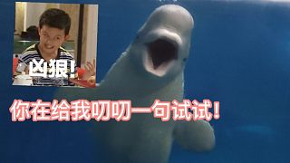 小白鯨只敢欺負(fù)投喂員！對(duì)自己鯨唯唯諾諾