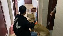 连续驱车十几个小时，一千多公里，为了一只大金毛，感谢兄弟信任