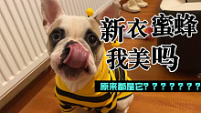 天气变冷，主人给小法斗买新衣，让它快乐做做蜜蜂