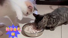 铲屎的精心烹调鸡肉大餐，流浪小奶猫护食，大家拿它没办法