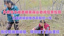 东北大姨老姨手拿兵器，山上挖宝，历经磨难。三里红，松子到手？