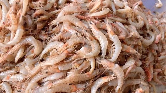 壳薄肉大的羊毛虾,1斤虾它到底能出多少虾仁