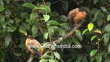 Two birds in the bush: A pair of Rufous Sibias pre