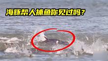 海豚帮人捕鱼你见过吗？站在海边就能捕到一大群鱼，太快乐了！