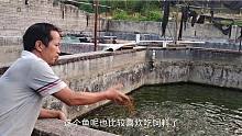 水池养了一年多的老鱼，200斤鱼几天吃完一包料，这是如何喂的