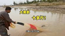 深沟发现大黑影？小伙一网扣住拖上来十多斤！稀罕货紧随差点被咬