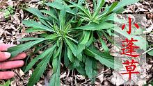 路边的“小蓬草”煮水，没想到它的价值这么高？赶紧挖几棵回家