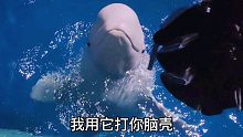 白鲸:拿把雨伞就想吓唬我们？