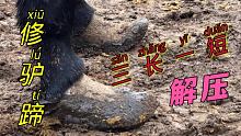 解压视频：驴蹄三长一短切掉大半，棒槌脚掌又宽又厚，真过瘾！ #老手艺 #快手手艺人 #解压