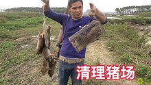 小何清理猪场鼠患，抓到的都是肥嘟嘟的大胖子老鼠，真解气