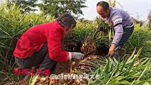70岁的婶子来帮忙出姜，为了出大姜起早贪黑，都希望有个好价格