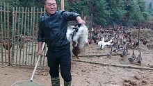 小邓进山搞生态养殖，今天土鸡土鸭大卖了，看看卖了多少只