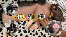 快来云吸猪！被一群小猪围绕着！！阿伟来走个流程吧