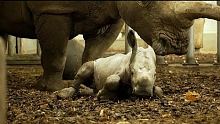 Baby rhino takes first shaky steps at Royal Burger