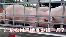 迫不得已卖猪了！广东农村毛猪多少钱一斤？小鱼卖完大呼后悔