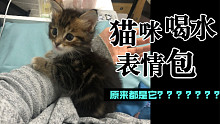 [猫咪喝水声]从没见过这么爱喝水的小猫咪