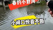 小鲫鱼爆连   不用担心 高压线挨不到  3.6杆子  #户外野钓 #野钓鲫鱼