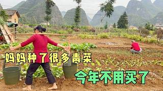 小辉家的菜园，爸妈种了十几种蔬菜，大家看看广西农村都种啥青菜