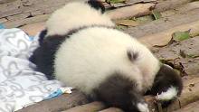 一口气吸3分钟熊猫屁屁是什么体验？