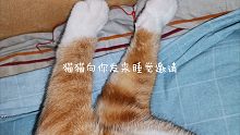天冷了，和小猫咪一起睡大觉啦