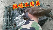斑鸠会坐摩托哦，它会跟鸽子一样飞回来吗？农村小伙带出去试试