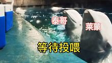 白鲸集体喂食会发生哪些奇奇怪怪的事情呢？（莱蒙是真的乖）