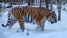 体型庞大的雄性东北虎出境 它们正在崛起中