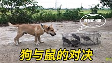 狗与鼠的对决，我想看一下谁最厉害