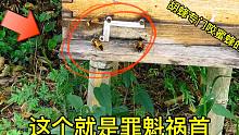 农村小伙养了40箱蜜蜂，最近发现不对劲，被胡蜂赶跑10箱亏大了