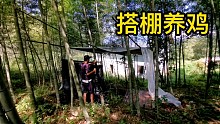鸡棚建设，云养殖开始。