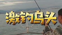 激钓乌头，溜鱼就是开心！ #浮游矶钓  #乌头  #船钓