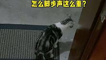 这小猫咪居然能够听声辨认？！