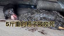 晚上3点家里的鸭子遭到“猛兽”的袭击，它从笼子里跑出来偷吃鸭