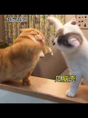 短腿貓：這jio怎么不一樣呢#曼基康矮腳 #家有傻貓 #短腿貓 #萌寵