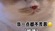 大家帮我看看 黄梨还能要吗#沙雕 #猫咪智商测试 #阿飞和巴弟 #迷惑行为大赏