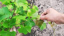 庭院葡萄如何摘心掐尖？关键看这“4”片叶子，给大家示范下操作