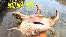 阿平赶海抓获和蜘蛛长的一样的大海螺，又抓了金鼓鳗和红色石斑鱼