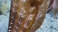 鱿鱼长得好像外星生物，仔细看好吓人