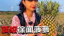 不去台湾，来徐闻菠萝的海，大爷直接送菠萝！白送！！片尾测评巨无霸三头菠萝！！