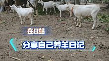 2021年10月28日养羊记录。求求给个赞吧
