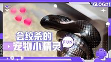 好久没有给蛇拍喂食视频了，今天一个比一个会抢镜头，疯狂绞杀