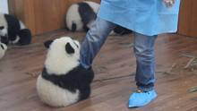 熊猫宝宝每抱一次大腿，摄像小哥就会失去一双珍贵的鞋套……