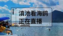 #一起来看海鸥  #大自然最美风景  #彩云伴海鸥 12点准时直播看海鸥。