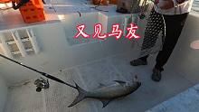 粉丝出海撞大运，钓获梦幻鱼种大章跳，一条鱼就把船费给挣出来了