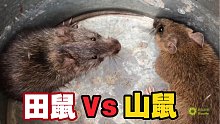小何把田鼠与山鼠放到一起，它们会发生什么事呢