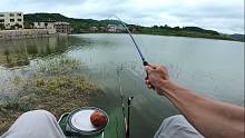 收费10元一天的水库，老钓位连竿黄尾鲴，小弯弓拉起来真爽